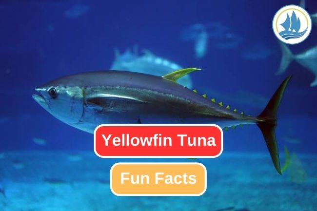 Here are 9 Fun Facts of Yellowfin Tuna 